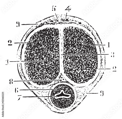 Cross section of the rod, vintage engraving.