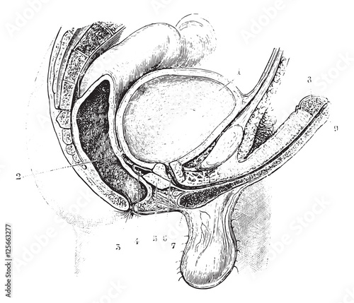 Cup antero-posterior reproductive tract of man, vintage engravin