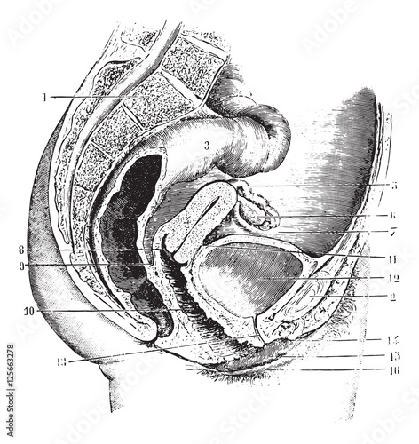 Female pelvis (antero-posterior section), vintage engraving.