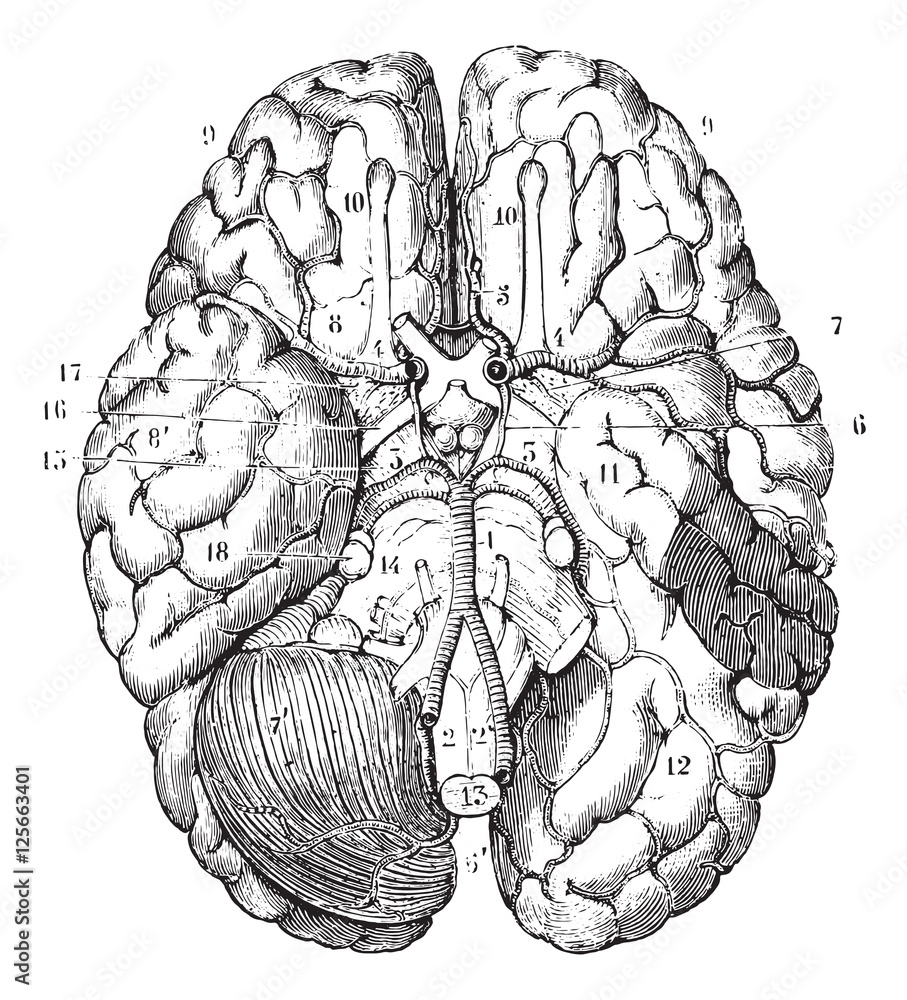 Base of the brain, vintage engraving.