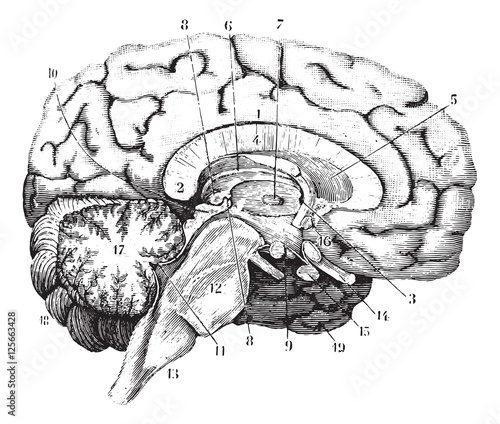 Middle and anterior-posterior section of the brain, vintage engr