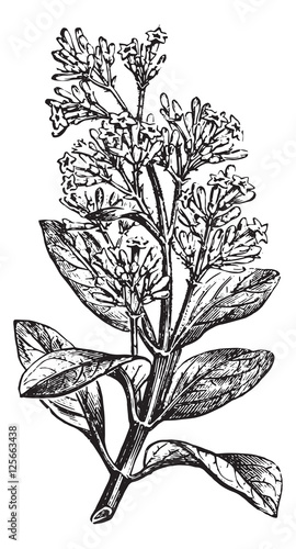 Cinchona calisaya (end a flowery branch), vintage engraving. photo