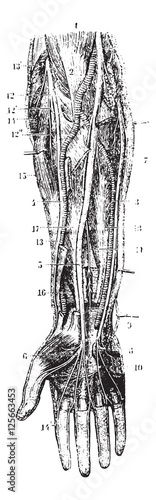 Volar aspect of the forearm (right side), vintage engraving.