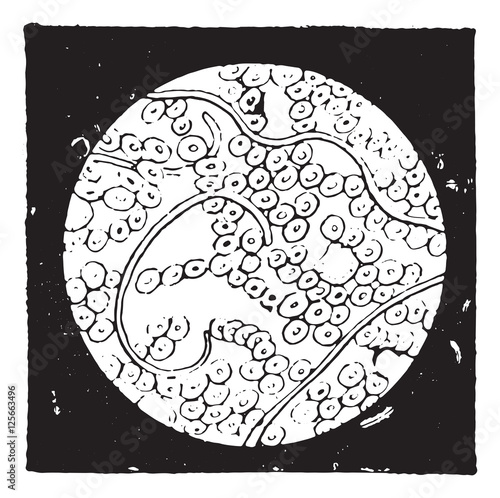 Septic vibrio, vintage engraving.