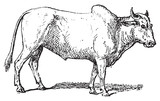 Zebu or Humped cattle, vintage engraving.