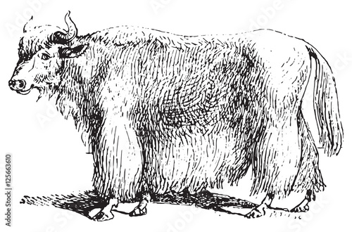 Yak, vintage engraving.