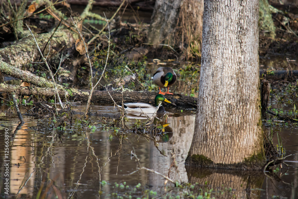 Mallard duck swimming through wetlands area in North Carolina. winter scene.