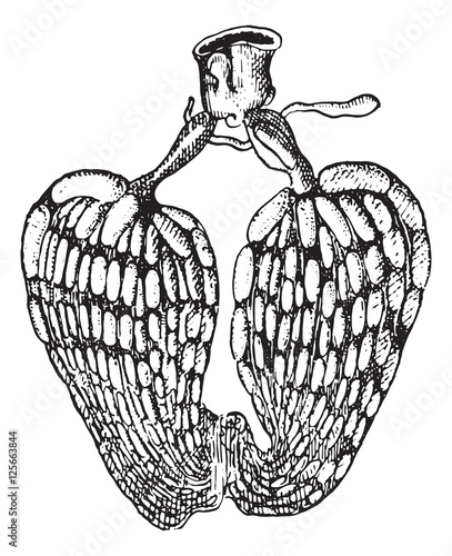 Ovarian insect, vintage engraving.