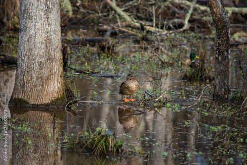 Female mallard duck sits in a wetland area with it s reflection in the clear water beneath. 