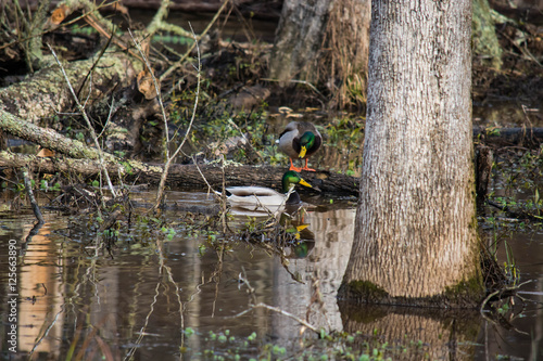 Obraz na płótnie Mallard duck swimming through wetlands area in North Carolina. winter scene. w salonie