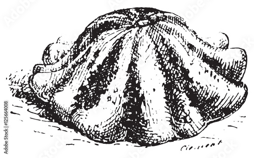 Pattypan squash or Sunburst squash, vintage engraving.
