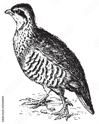 Partridge, vintage engraving.