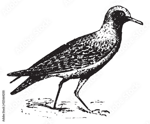 Piping plover, vintage engraving.