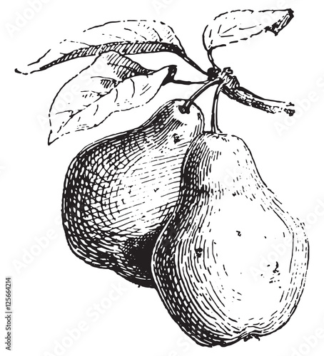 Pear, vintage engraving.