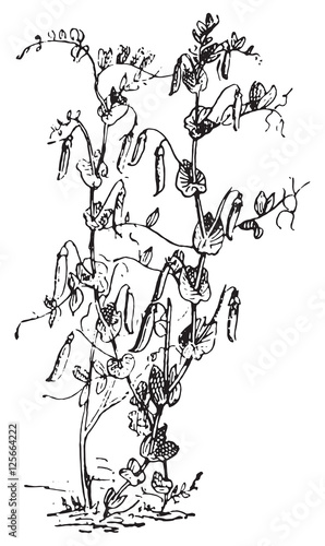 Peas plant, vintage engraving.