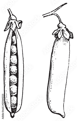 Peas, vintage engraving.
