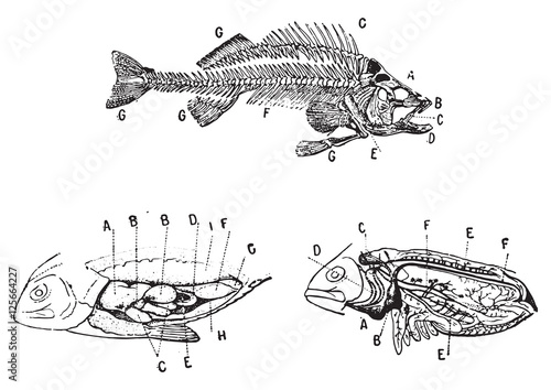 Skeleton, digestive and circulatory system of a fish, vintage en