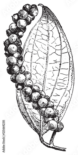 Black pepper or Piper nigrum, vintage engraving.