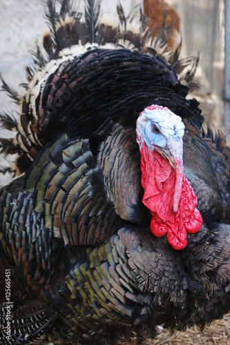 The turkey