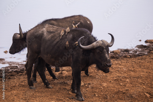 buffalos in Aberdare National Park in Kenya Africa
