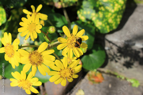 ツワブキの花の蜜を吸うオオハナアブ