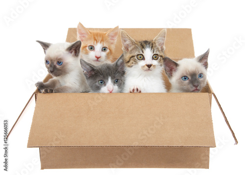Five assorted kittens in a brown box looking up to viewers right except one looking left, isolated on a white background. Kitten season, kittens for sale and or free to good home