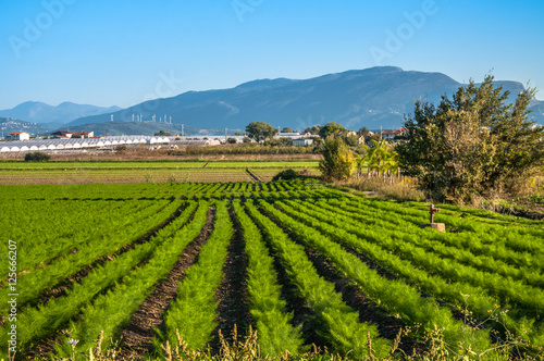 Fennel cultivation in Southern Italy