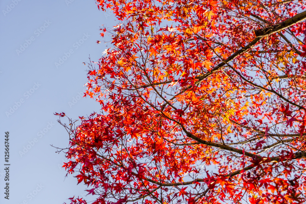 Beautiful Colorful Autumn Leaves Beautiful Colorful Autumn Leaves