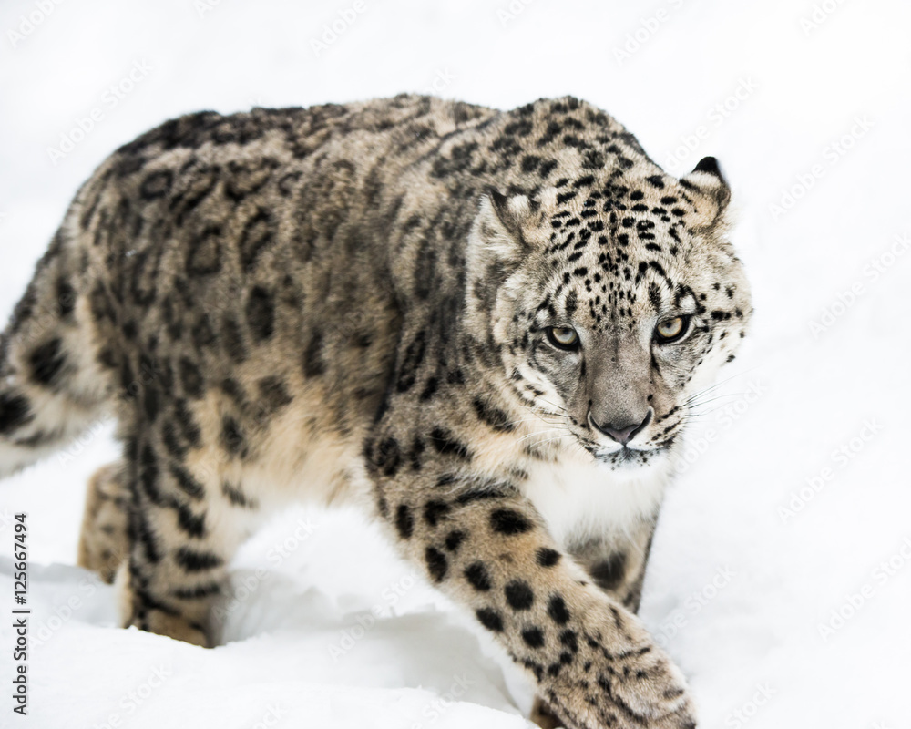 Snow Leopard on the Prowl IV Snow Leopard on the Prowl IV