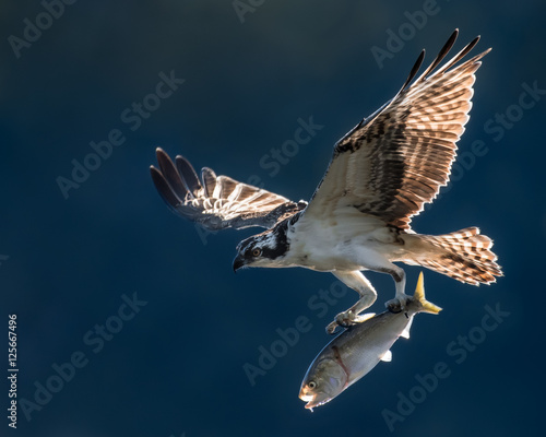 Osprey in Flight With Catch VI