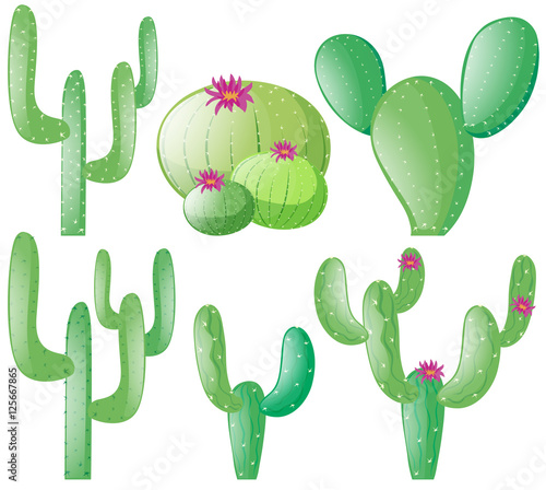 Different types of cactus photo