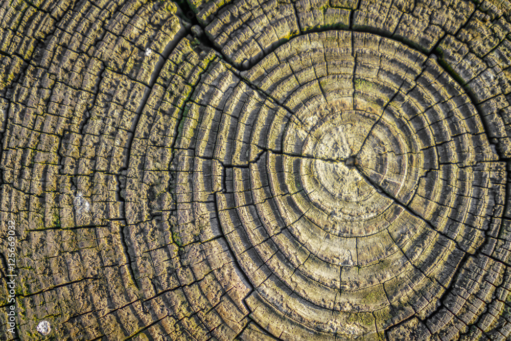 Fototapeta premium Wood texture background