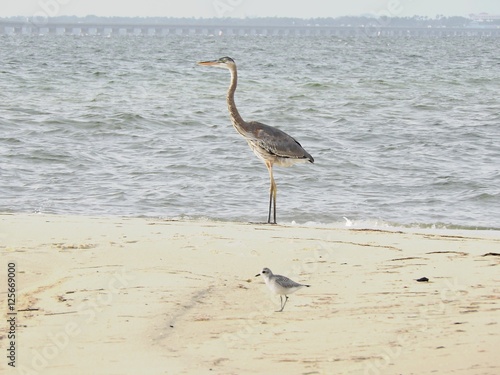 heron and seagull by the bay © juliakaye59