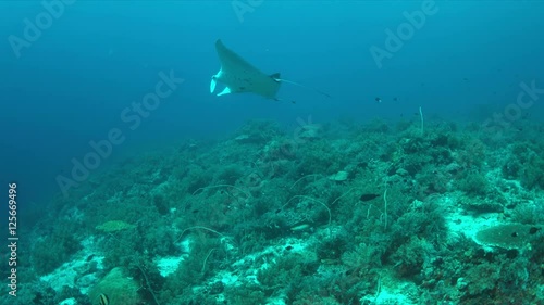 Wallpaper Mural Manta ray swims on a colorful coral reef. 4k footage Torontodigital.ca