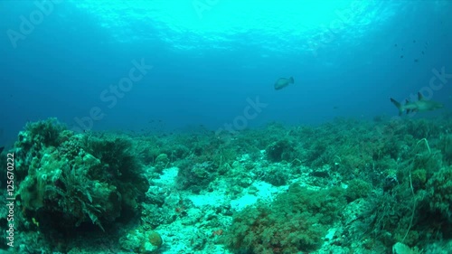 Wallpaper Mural Whitetip Reef Shark swims on a colorful coral reef. 4k footage Torontodigital.ca