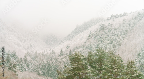 Winter Landscape  trees on snow