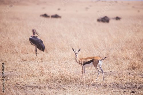 thompson gazelle in Masai Mara Kenya, Africa photo