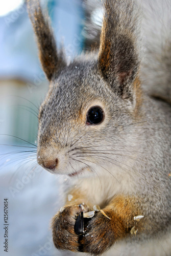 A gray squirrel sits on snow and eats seeds  