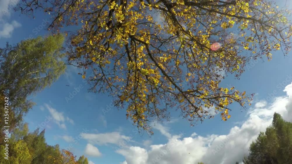 Maple tree with yellow leaves against blue sky on sunny cloudy windy autumn day, 4K time lapse Maple tree with yellow leaves against blue sky on sunny cloudy windy autumn day, 4K time lapse