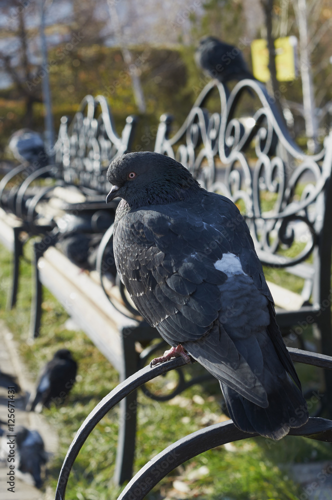 Fototapeta premium dove on sitting on bench in autumn city park
