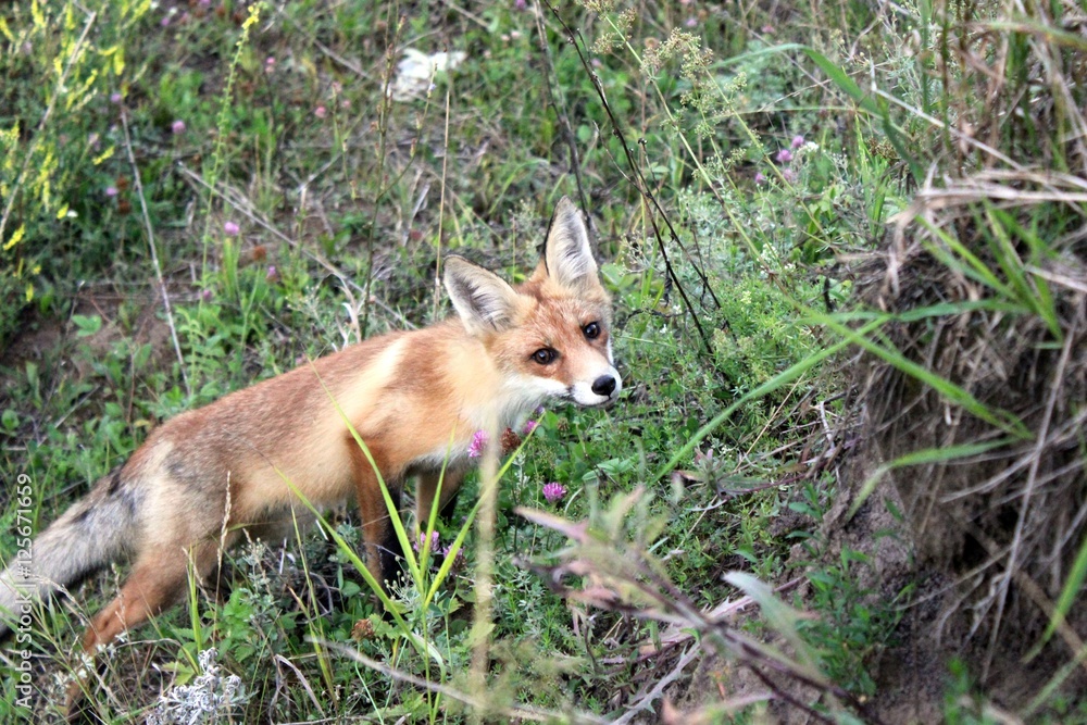 Fox Fox