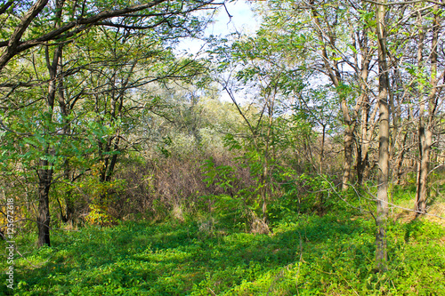 Deciduous forest on autumn