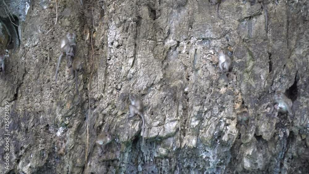 Monkeys moving on the stone island above clear turquoise sea water, Thai island Monkeys moving on the stone island above clear turquoise sea water, Thai island