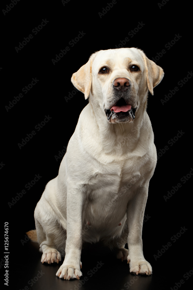 Beautiful beige Labrador retriever dog sitting in front of isolated black  background Stock Photo | Adobe Stock