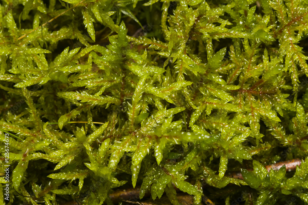 Fototapeta premium Green moss texture or background macro, selective focus, shallow DOF