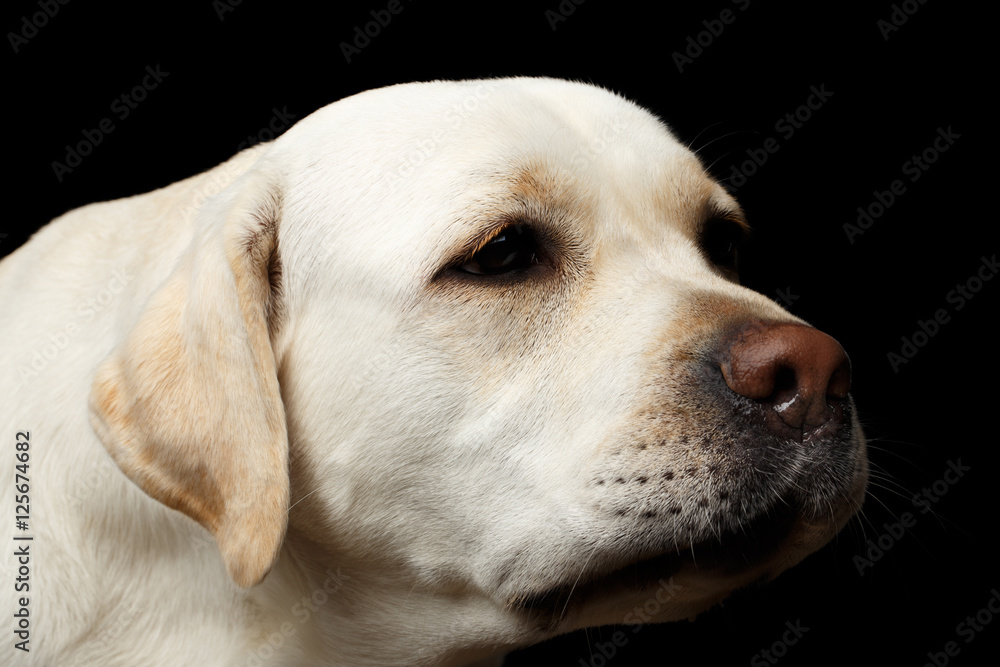 Close-up portrait of beige Labrador retriever dog with sad face in front view isolated black background