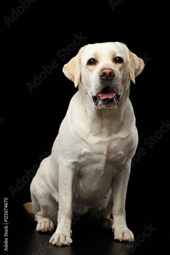 Beautiful beige Labrador retriever dog sitting in front of isolated black background