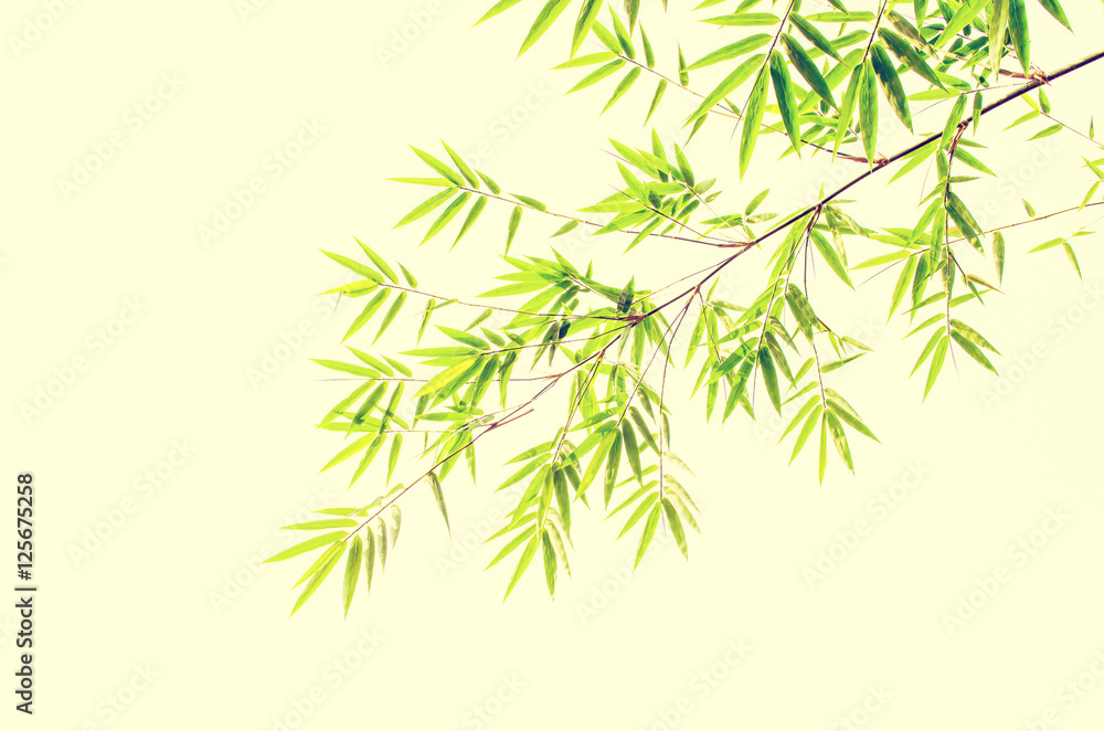 Fototapeta premium bamboo leaves on white background , retro ,
