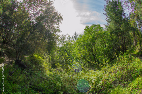 Forest Leaves