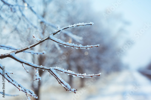 frosty tree branch in winter